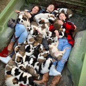 Family Snuggles Under a Blanket of Adorable Dogs
