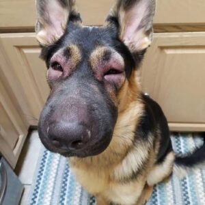 Resilient Pup: Tale of Trust and Recovery After a Bee Attack