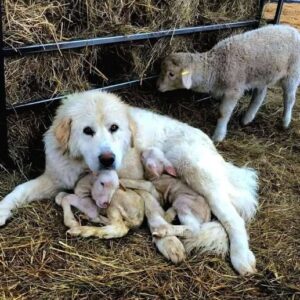 Dog once stood bravely against the wolves