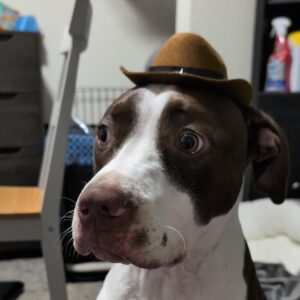 Teen Forced to Rehome Dog After False Claims