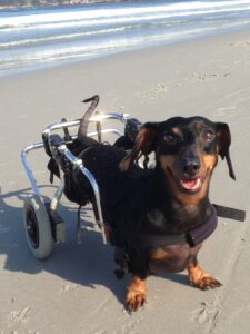 Skipper’s Journey: From Abandoned to Beachside Bliss