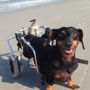 Skipper’s Journey: From Abandoned to Beachside Bliss