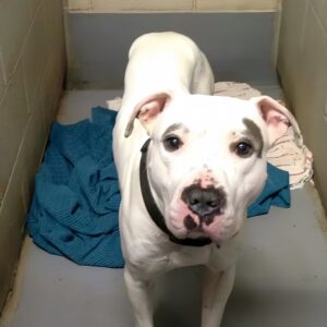 Senior Dog Martin Awaits His Forever Home