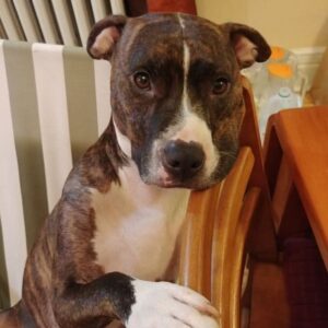 Bella the Hero Pit Bull’s Life-Saving Mission