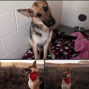 Yellow dog abandoned at a garbage dump