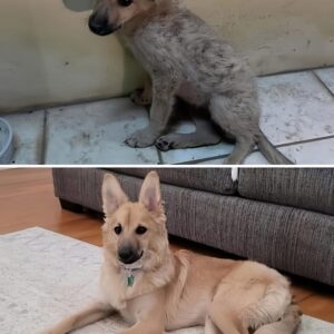 Rescued Puppy Bowie Thrives in Loving Hawaii Home