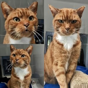 Mischievous Cat with Ankle Monitor Stripe