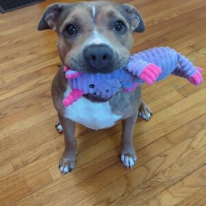 Karma the Pittie’s Heartwarming Rescue Turns Grief to Joy