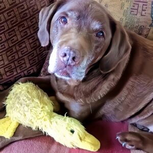 Rescued Puppy's Journey from Shoebox to New Home