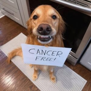 The Dogs Cancer Free After Emerged Victorious