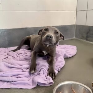 Abandoned Dog’s Heartbreaking Wait for Love