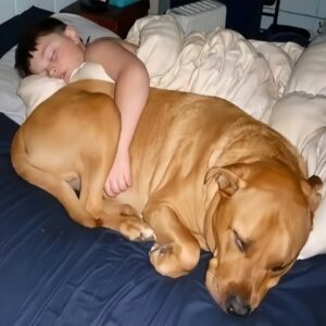 Rescuing Candy: A Gentle Giant's Journey to Our Family