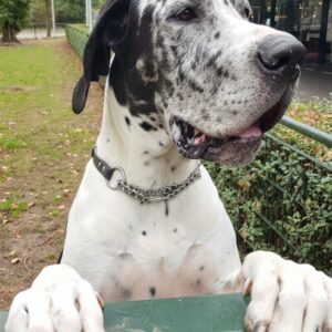 Life with a Great Dane: Moose, the Gentle Giant Roommate