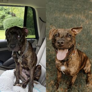 Lenny’s Journey: From Fearful Rescue to Happy Dog