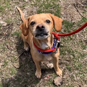Dog was tied to a red fire hydrant on a quiet street
