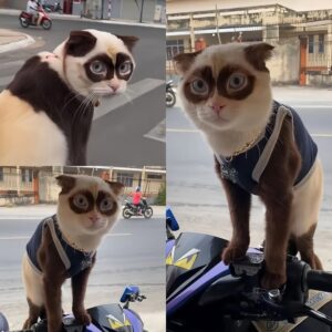 Gato’s Blue Eyes: Unloved Shelter Cat Becomes My Heart