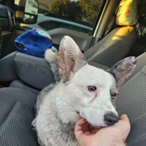Nova’s Salvation: Rescuing a Corgi from Neglect to Love