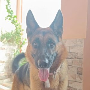 German Shepherd Outsmarts Venomous Snake