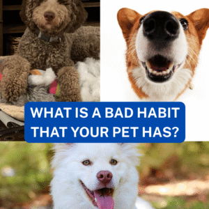 Unveiling the Worst Pet Habits You Can’t Ignore